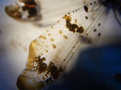 Periclystus circuiter