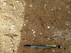 Anthus novaeseelandiae