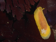 Doriopsilla albopunctata