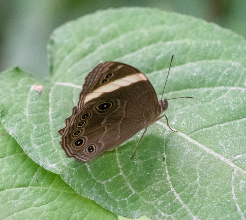 Straight-banded Treebrown