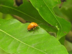 Podontia lutea