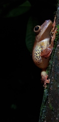Rhacophorus pardalis