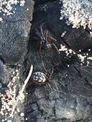 Steatoda albomaculata