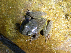 Ranoidea lesueuri
