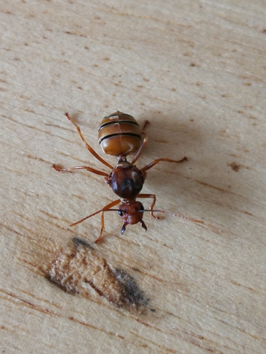 African Weaver Ant