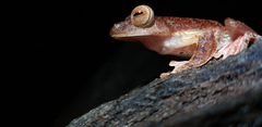 Rhacophorus pardalis