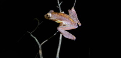 Rhacophorus pardalis