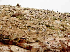 Humboldt Penguin