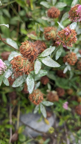 Erysiphe trifoliorum