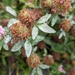 Erysiphe trifoliorum