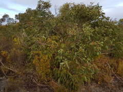 Eucalyptus cosmophylla