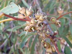 Eucalyptus cosmophylla