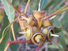 Eucalyptus cosmophylla