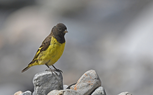 Yellow-rumped Siskin (Spinus uropygialis), photo 9