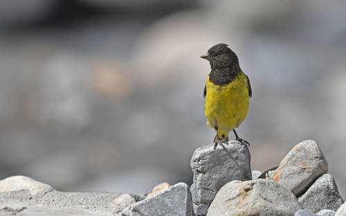 Yellow-rumped Siskin (Spinus uropygialis), photo 10