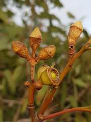 Eucalyptus cosmophylla