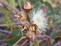 Eucalyptus cosmophylla