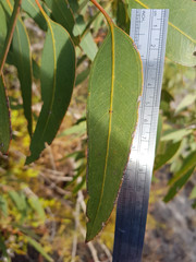 Eucalyptus cosmophylla