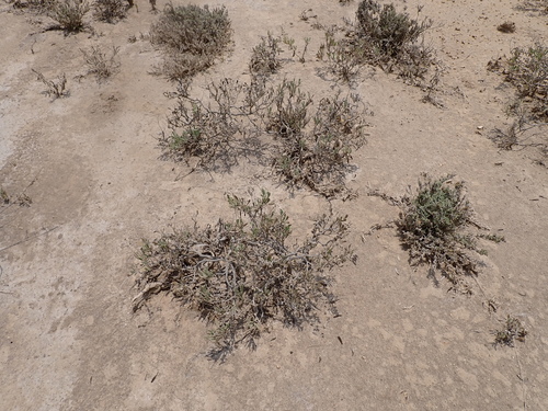 Limonium axillare, photograph 6