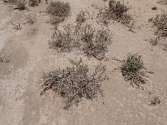 Limonium axillare, photograph (c) Chase Mathey, some rights reserved (CC BY)