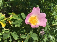 Rosa