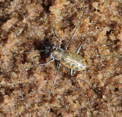 Habrodera nilotica