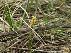 Carex pediformis macroura