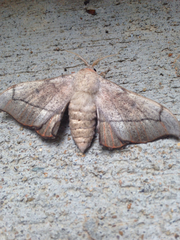 Cicinnus melsheimeri