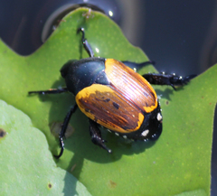 Popillia bipunctata