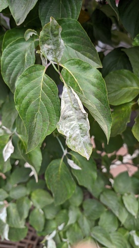 Erysiphe cornigena
