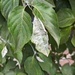 Erysiphe cornigena