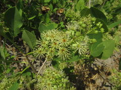 Boscia mossambicensis