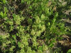 Boscia mossambicensis