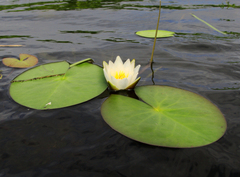 Nymphaea tetragona