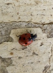 Coccinella algerica