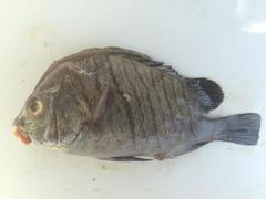 Plectorhinchus plagiodesmus