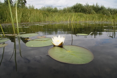 Nymphaea tetragona
