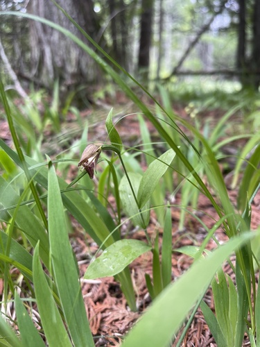 Image of Cypripedium arietinum by (c) Brandon Corder, some rights reserved (CC BY)