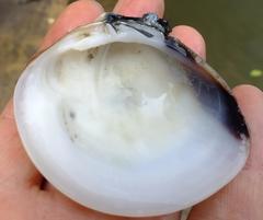 Mactra glabrata
