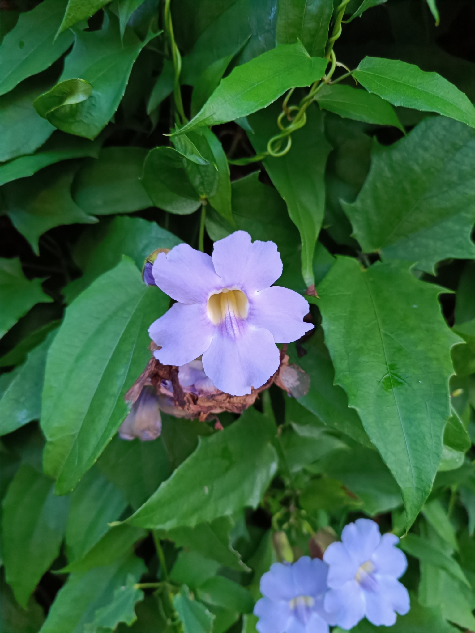 Thunbergia laurifolia