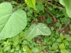 Ipomoea parasitica