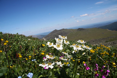 Anemonastrum biarmiense