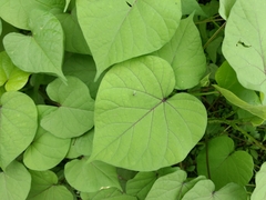 Ipomoea parasitica