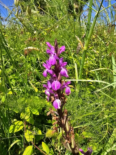 Image of Dactylorhiza elata by (c) Diego González Dopico, some rights reserved (CC BY)