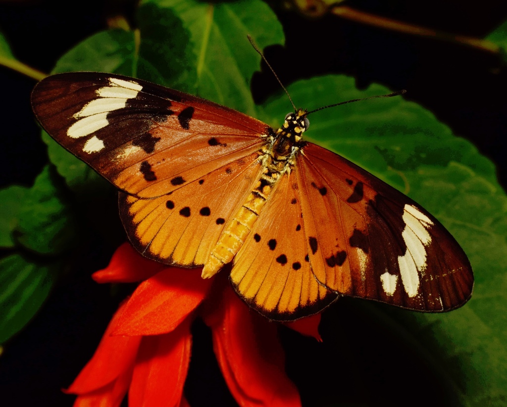 Acraea encedon