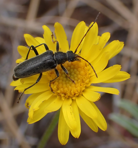 Cortodera subpilosa photo 3