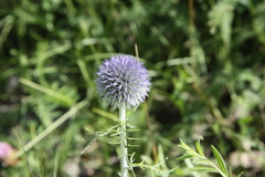 Echinops latifolius