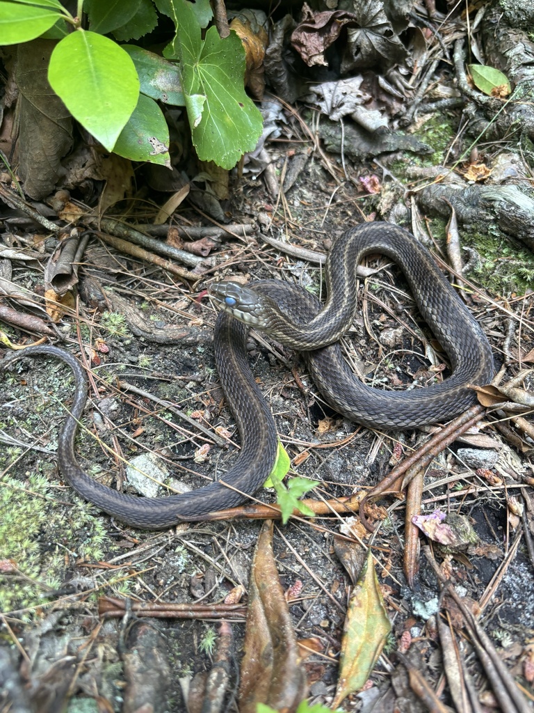 Common Garter Snake From Pisgah National Forest, Sapphire, NC, US On ...