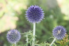 Echinops latifolius