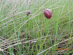 Fritillaria meleagroides